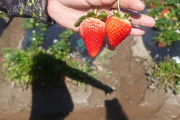 Juicy Strawberries