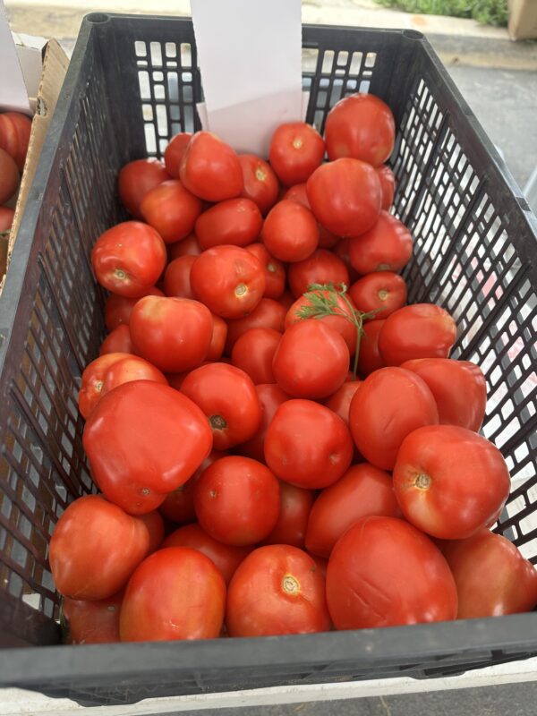 Roma Delicious Tomatoes!